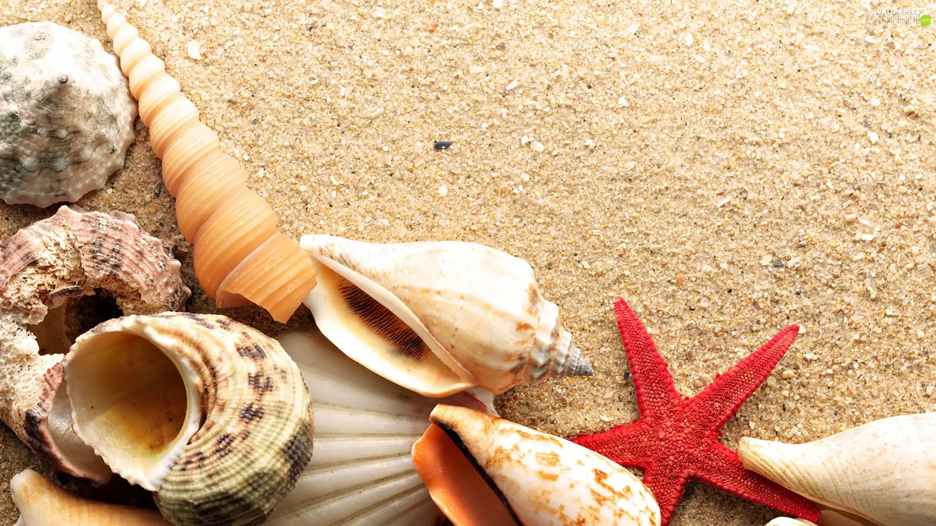 Beaches, color, Shells