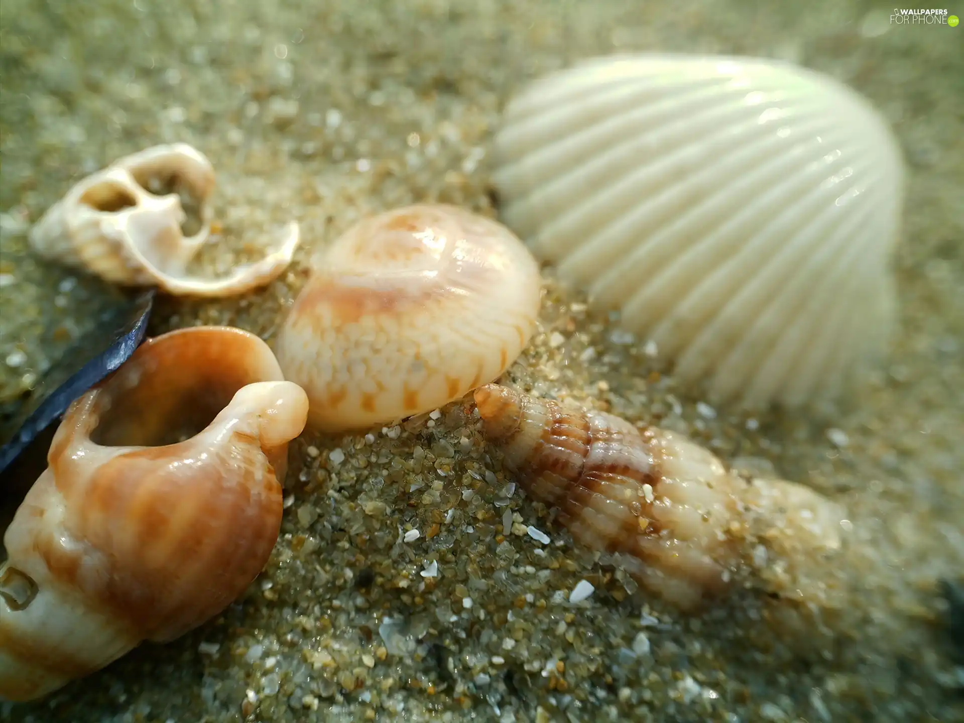 Shells, Beaches