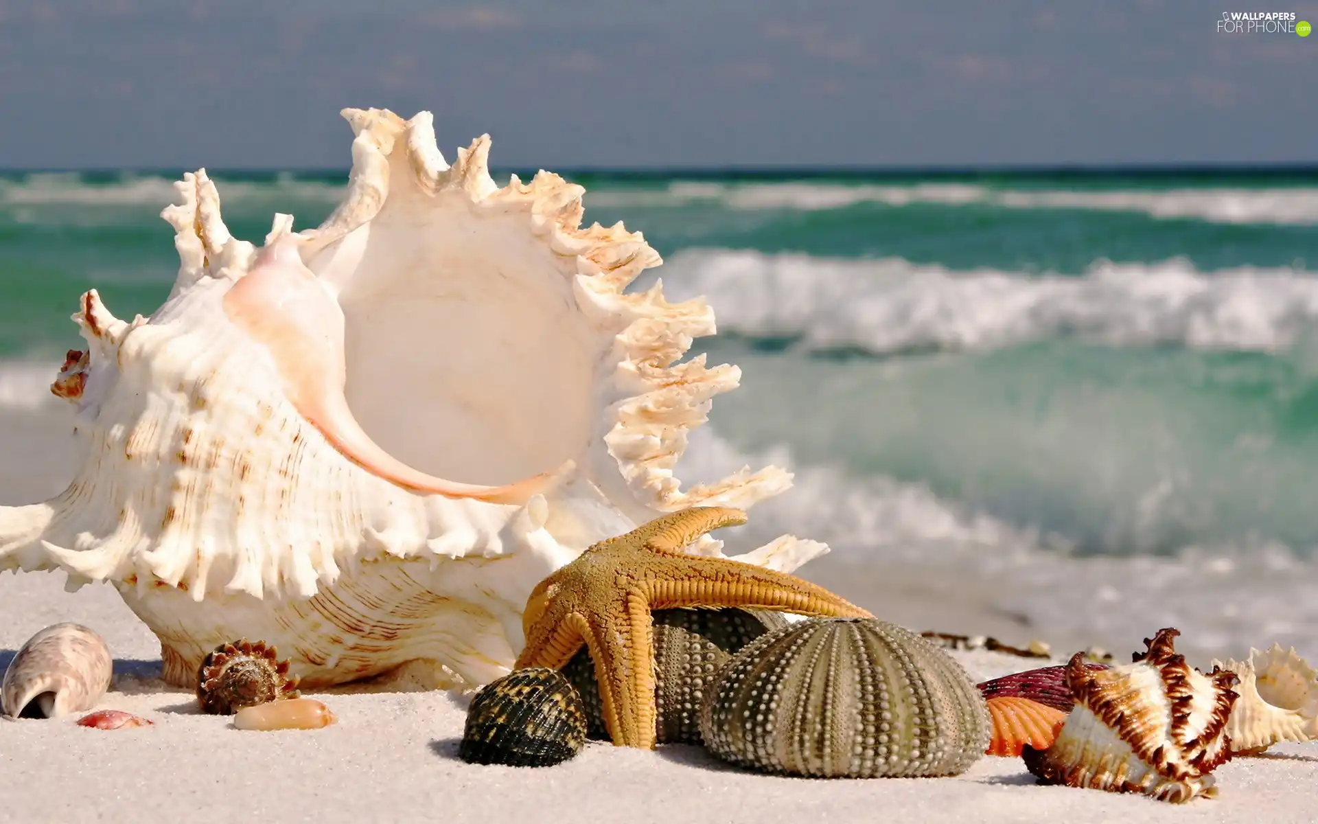 Beaches, Shells, star