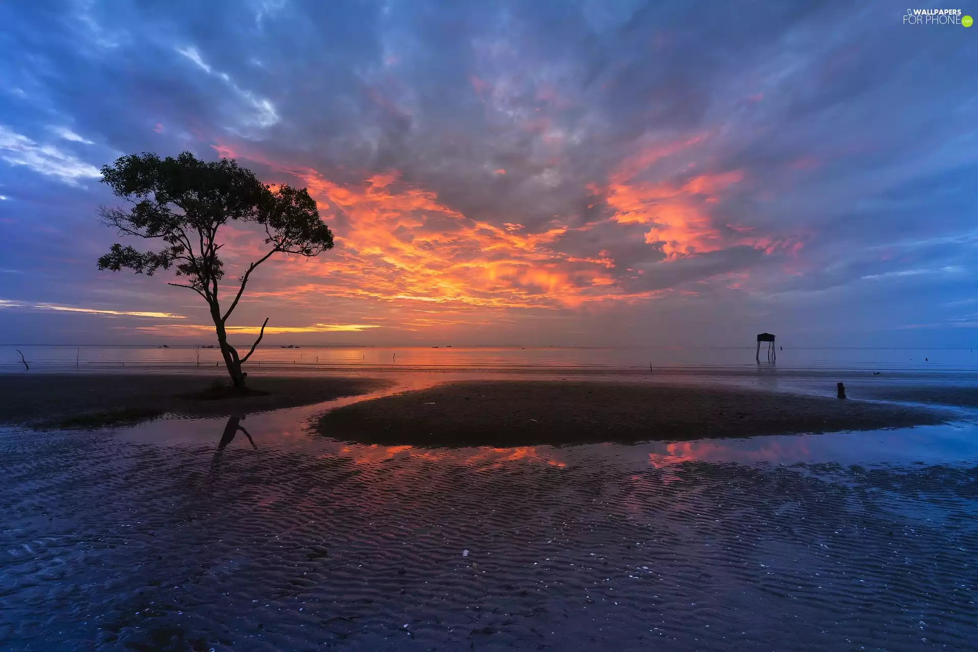 Sky, Great Sunsets, trees, color, sea, clouds, Beaches