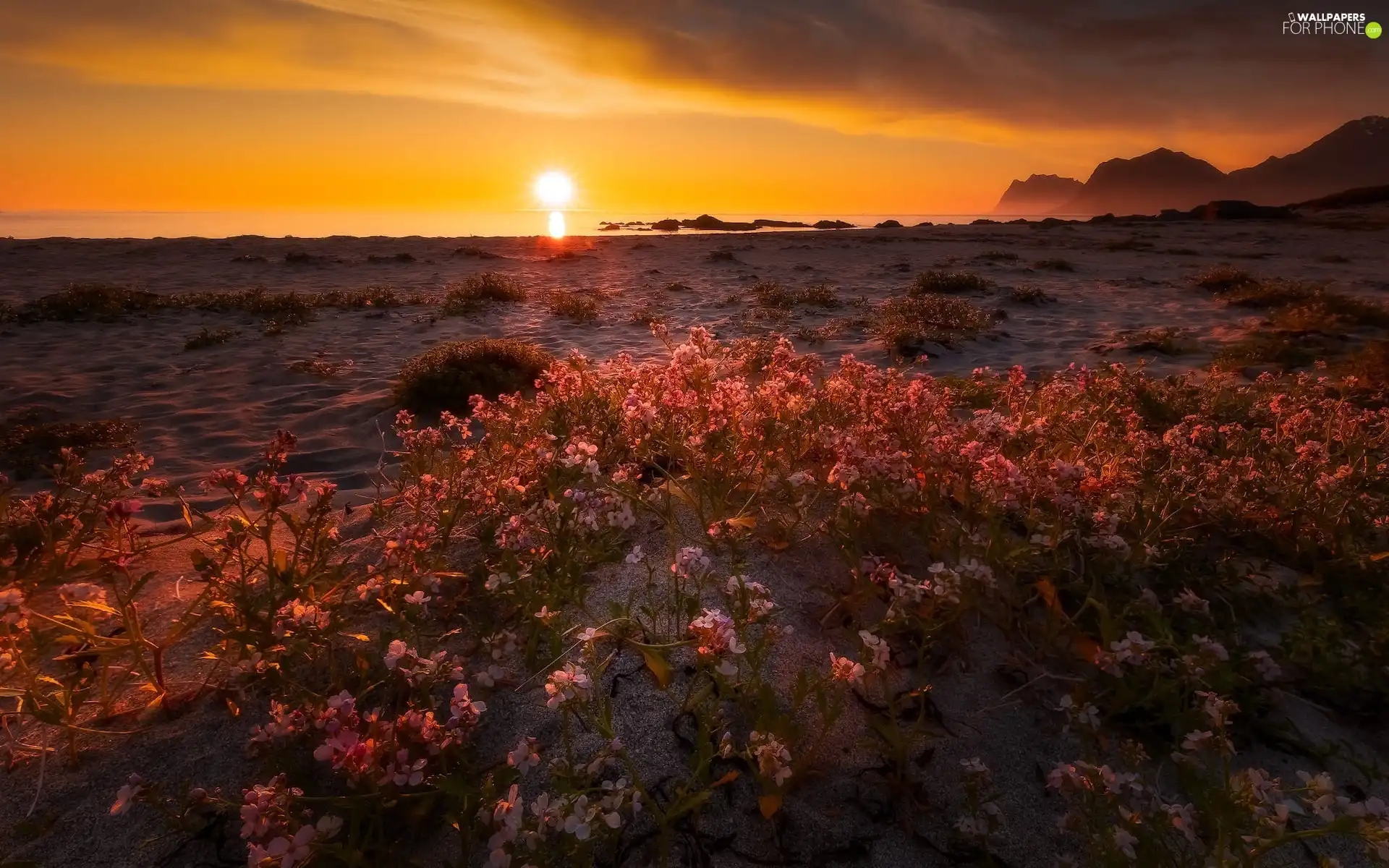 Plants, Flowers, Mountains, Beaches, Great Sunsets