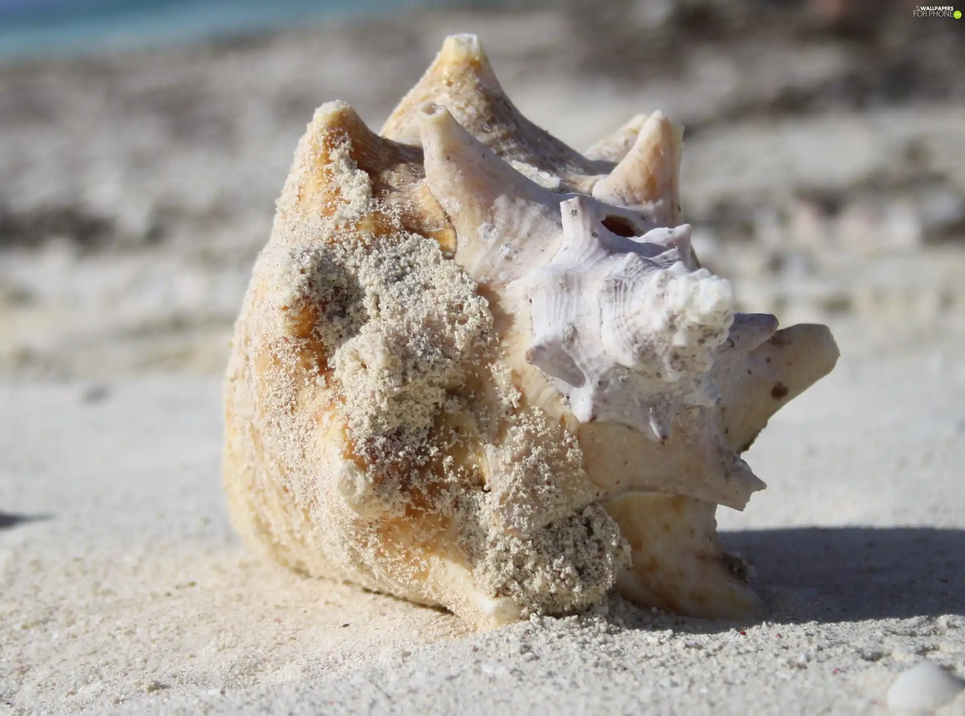 Grand Turk, shell, Beaches