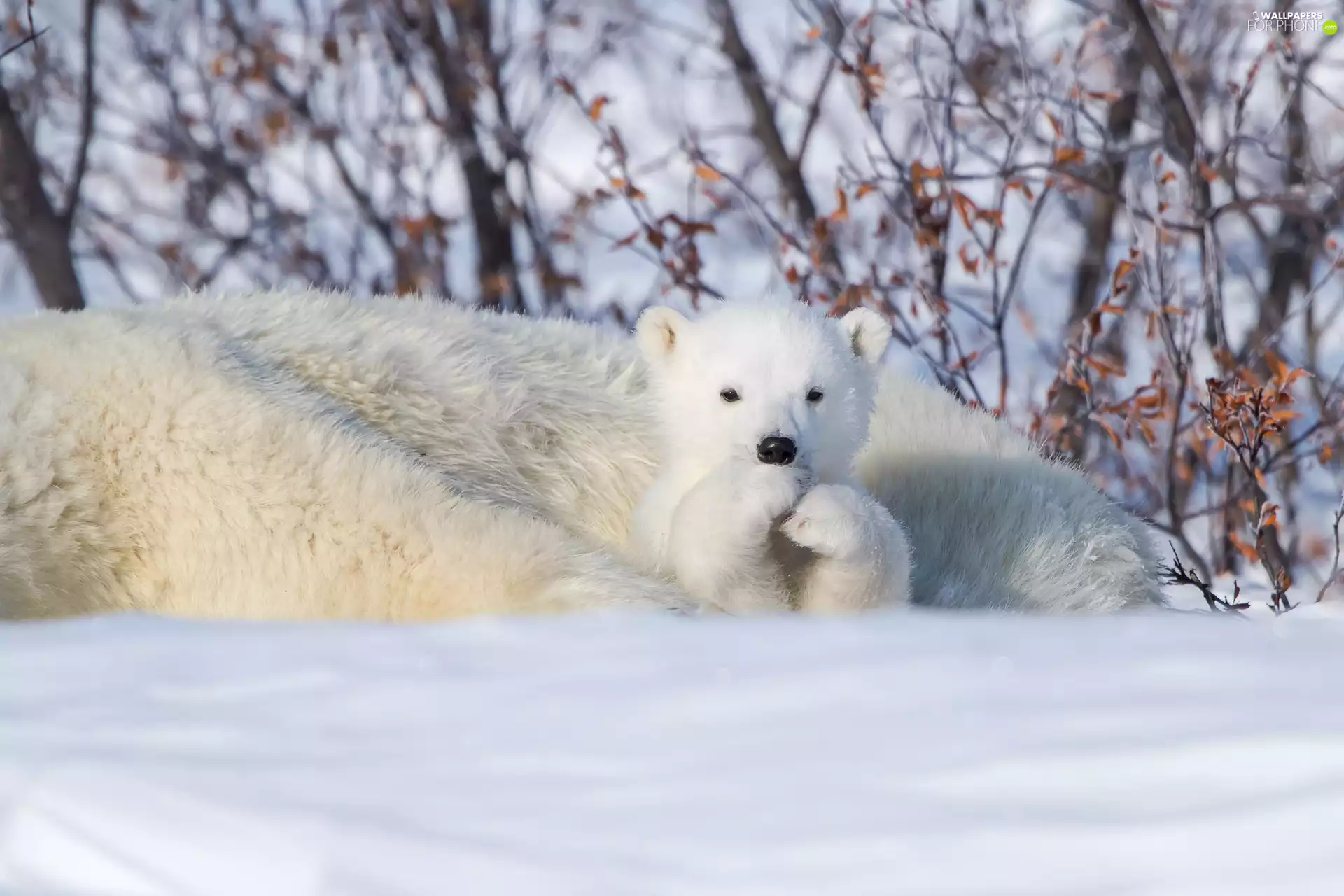 little bear, Polar Bears, small