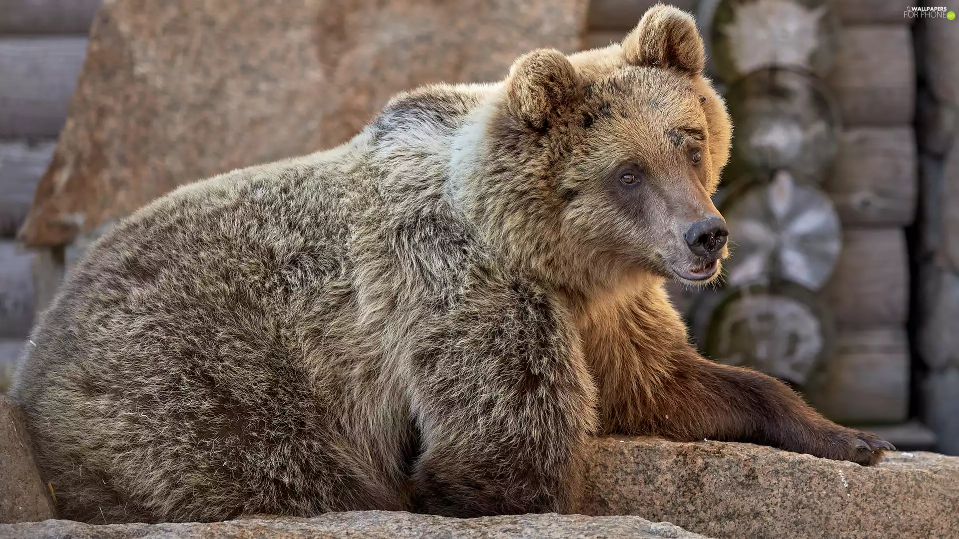 Rocks, lying, Brown bear