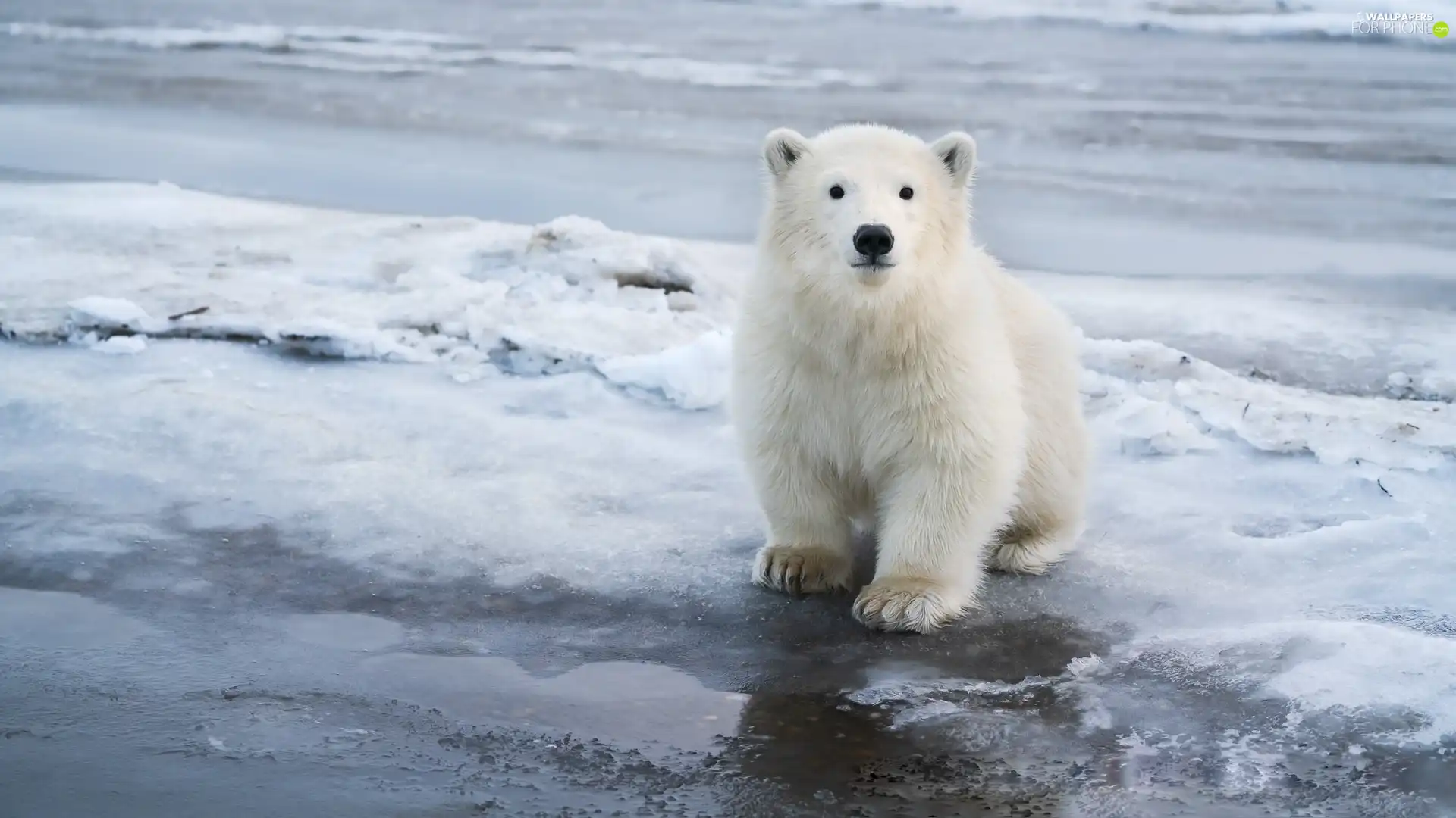 Small Polar Snow Bear For Phone Wallpapers 2048x1152