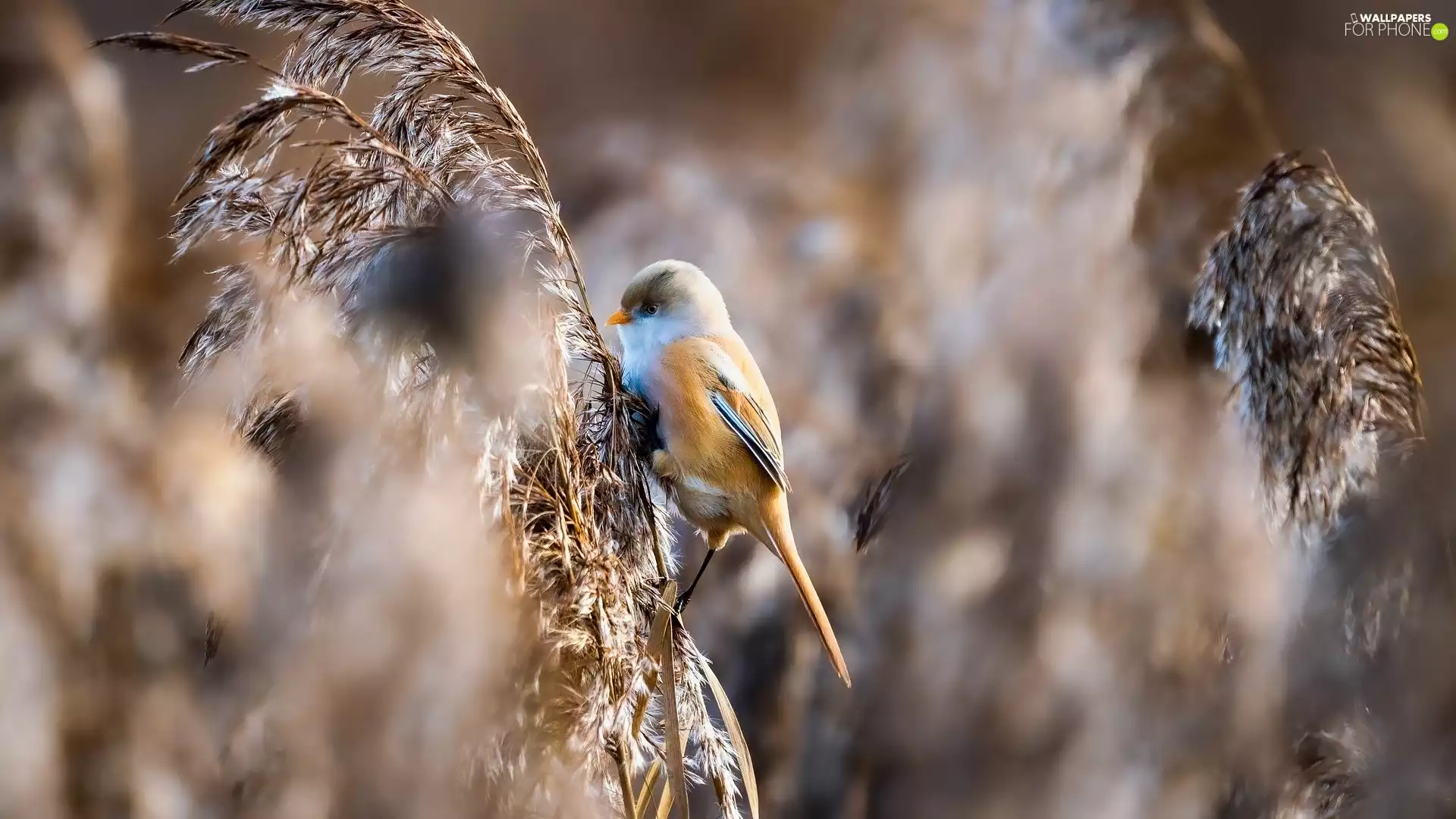 dry, grass, female, Bearded Tit, Bird