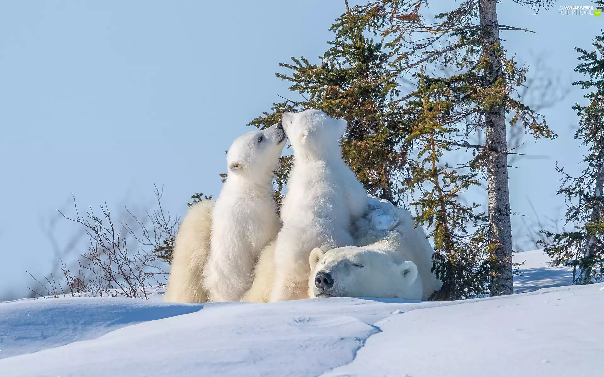trees, viewes, Two cars, Little bears, Polar Bears