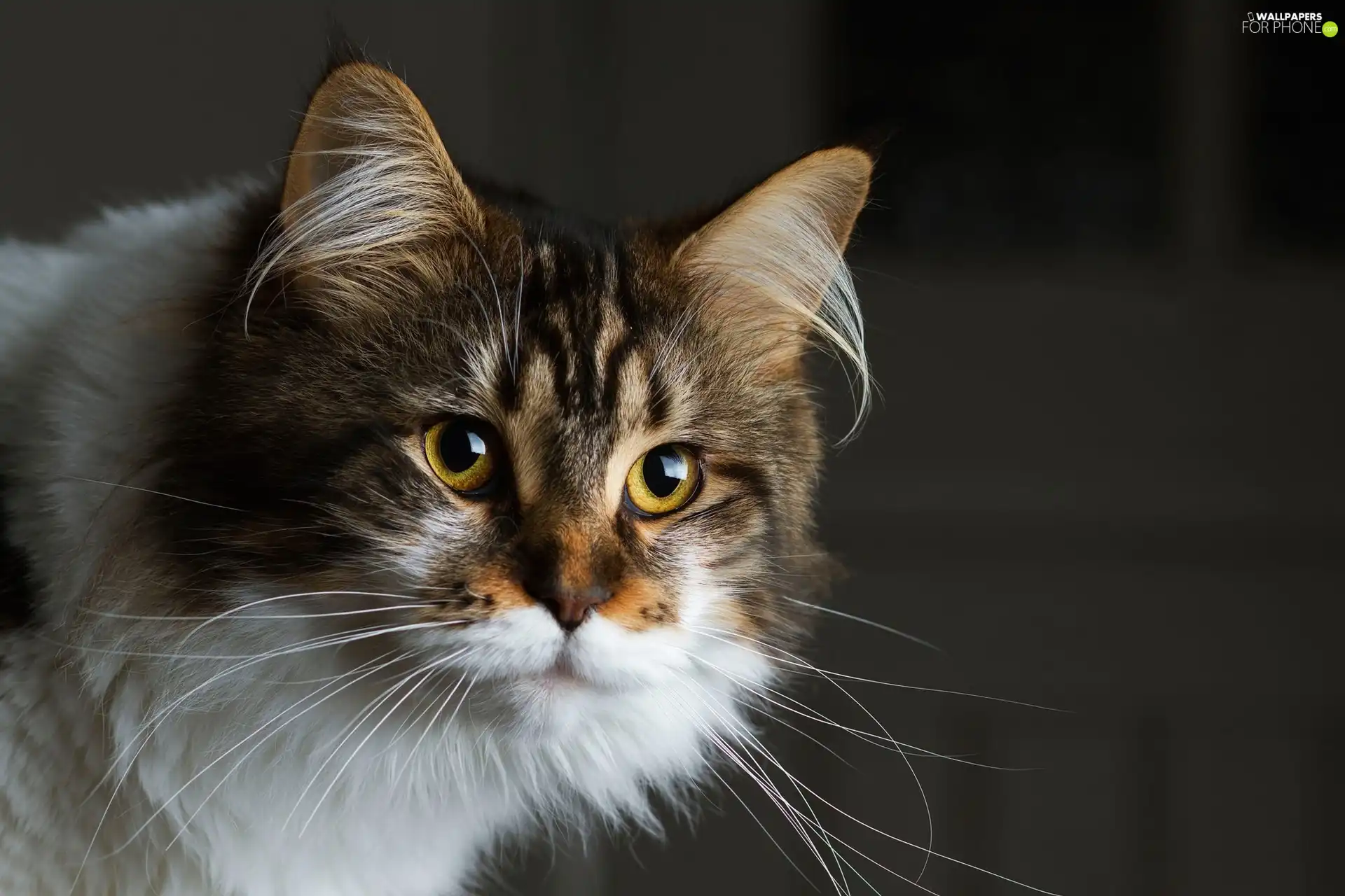 Maine Coon, cat, Beatyfull