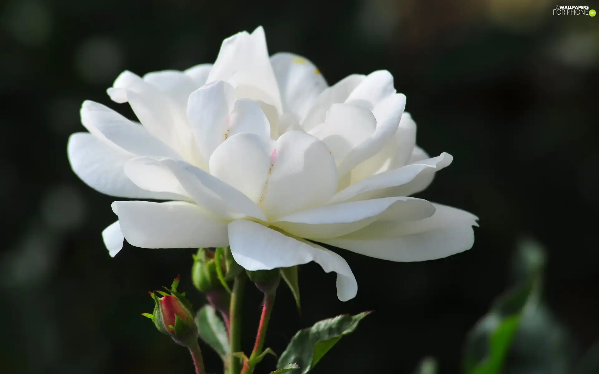 rose, Colourfull Flowers, Beauty