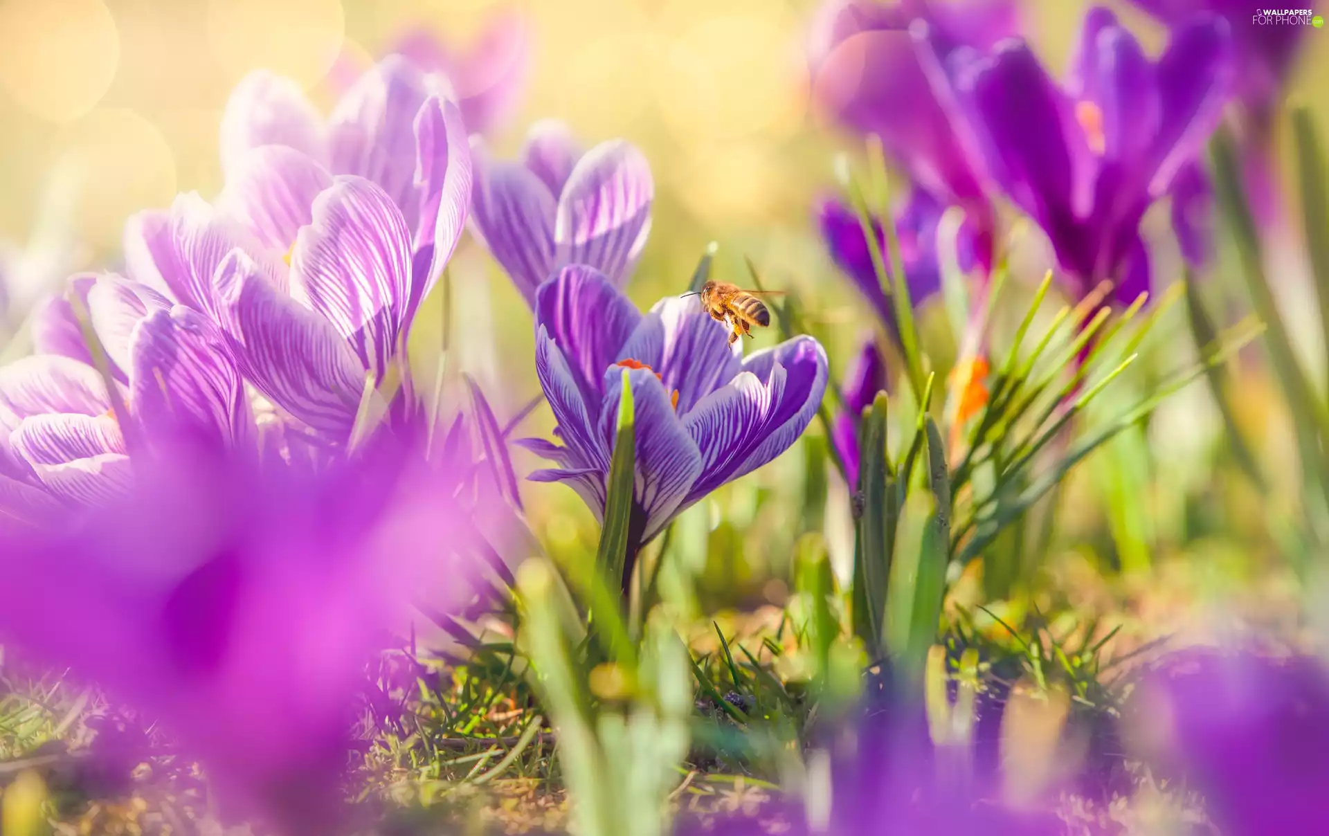 bee, Flowers, crocuses