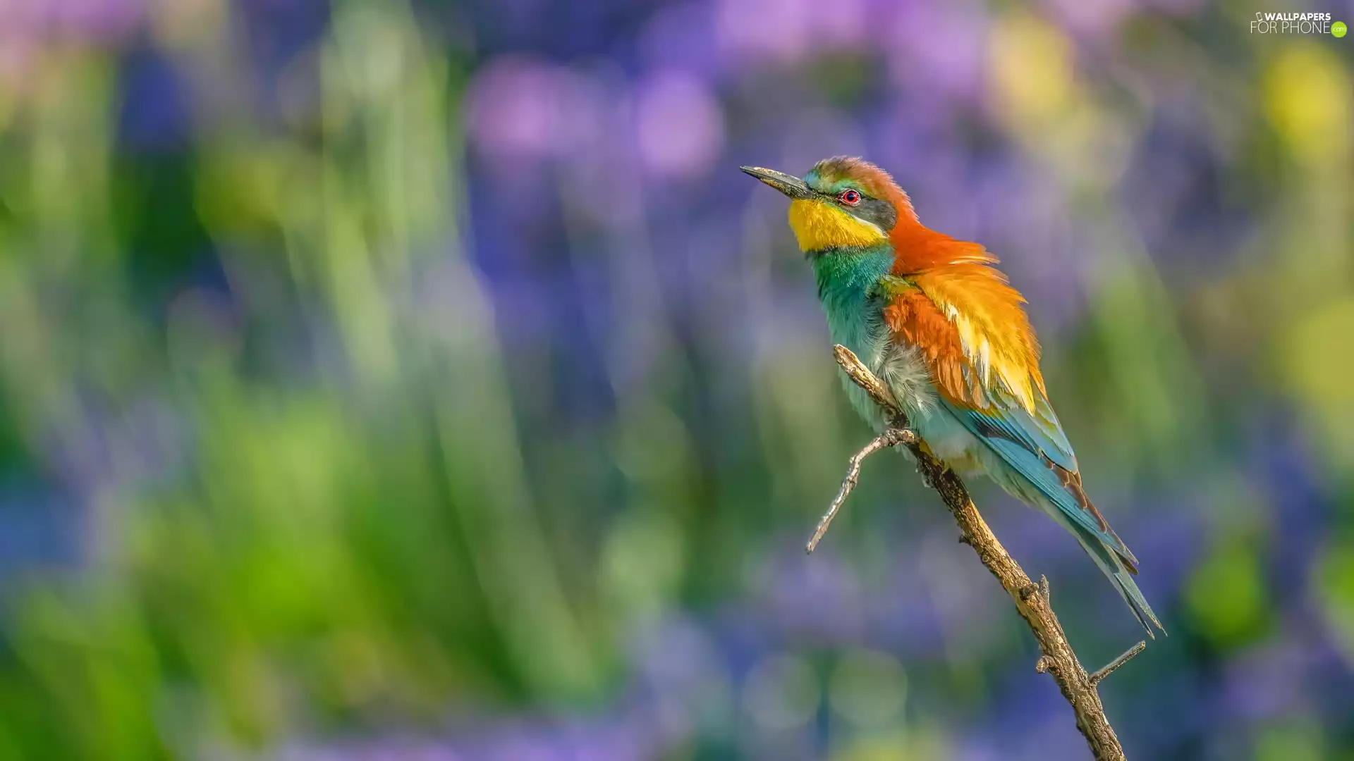 color, bee-eater, twig, Bird