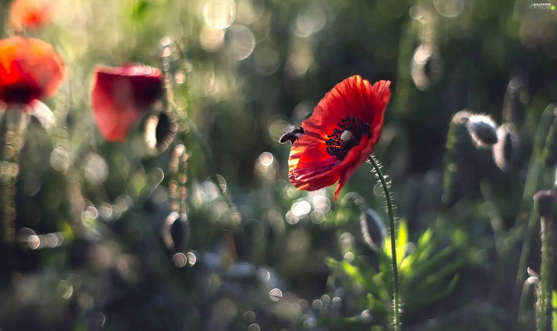 bee, Flowers, papavers