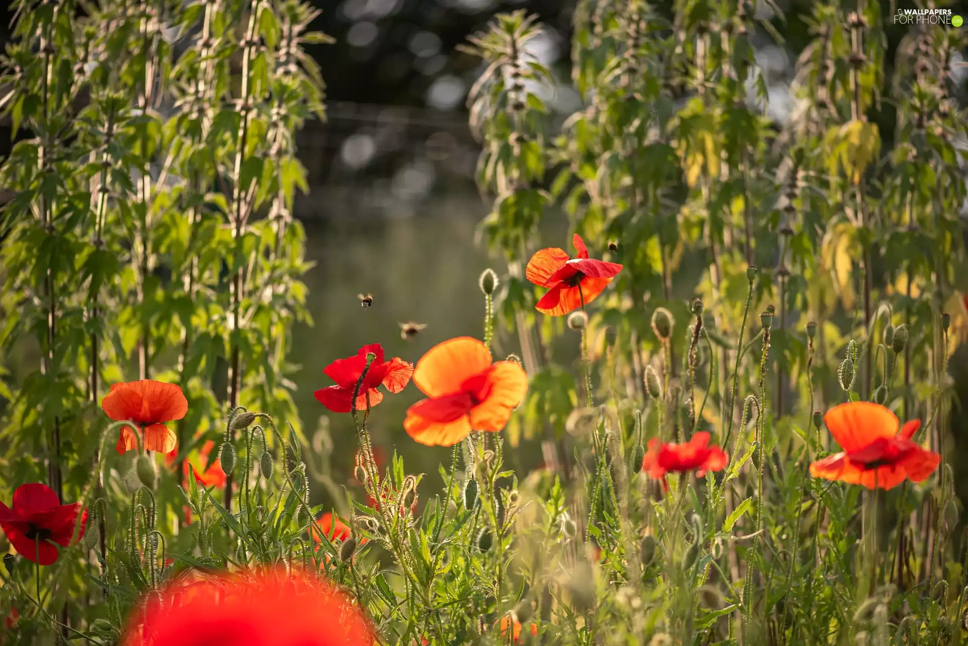 Bees, Red, papavers
