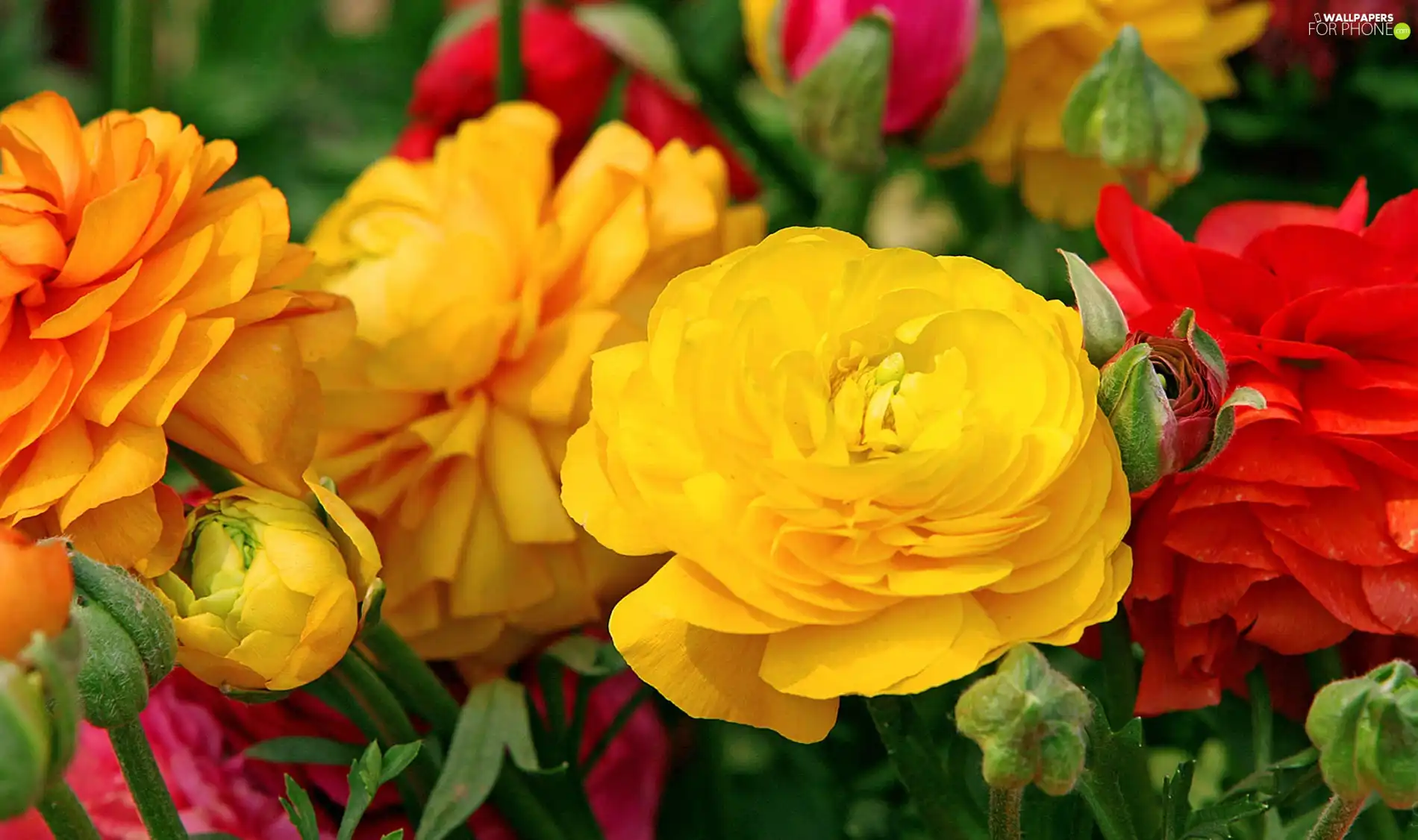 color, Begonias