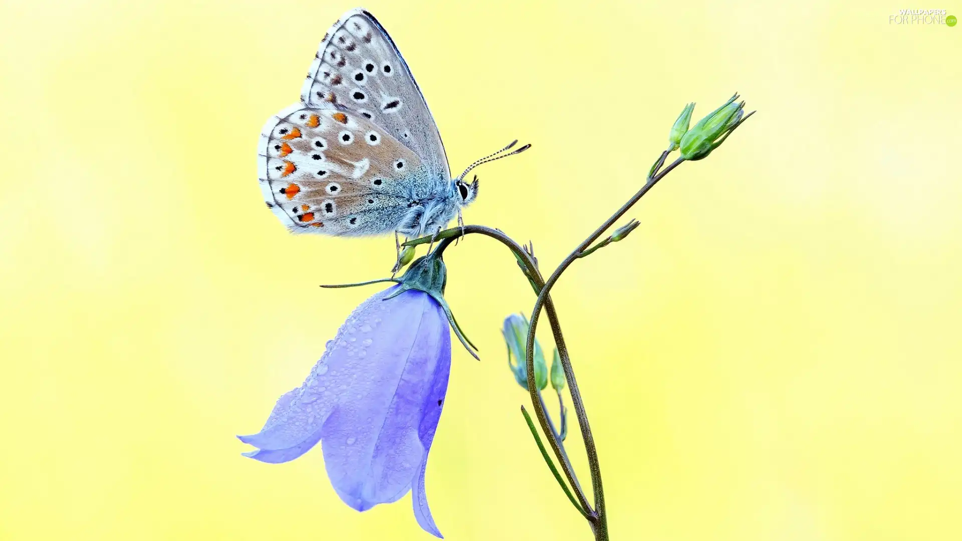 butterfly, butterfly, bell, Dusky Icarus