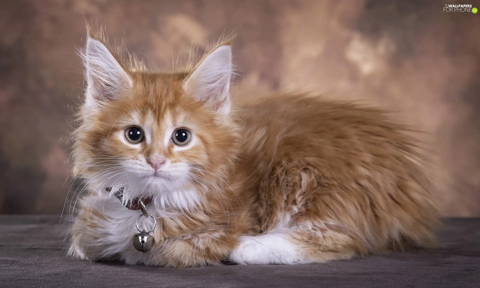 cat, dog-collar, Bell, Maine Coon