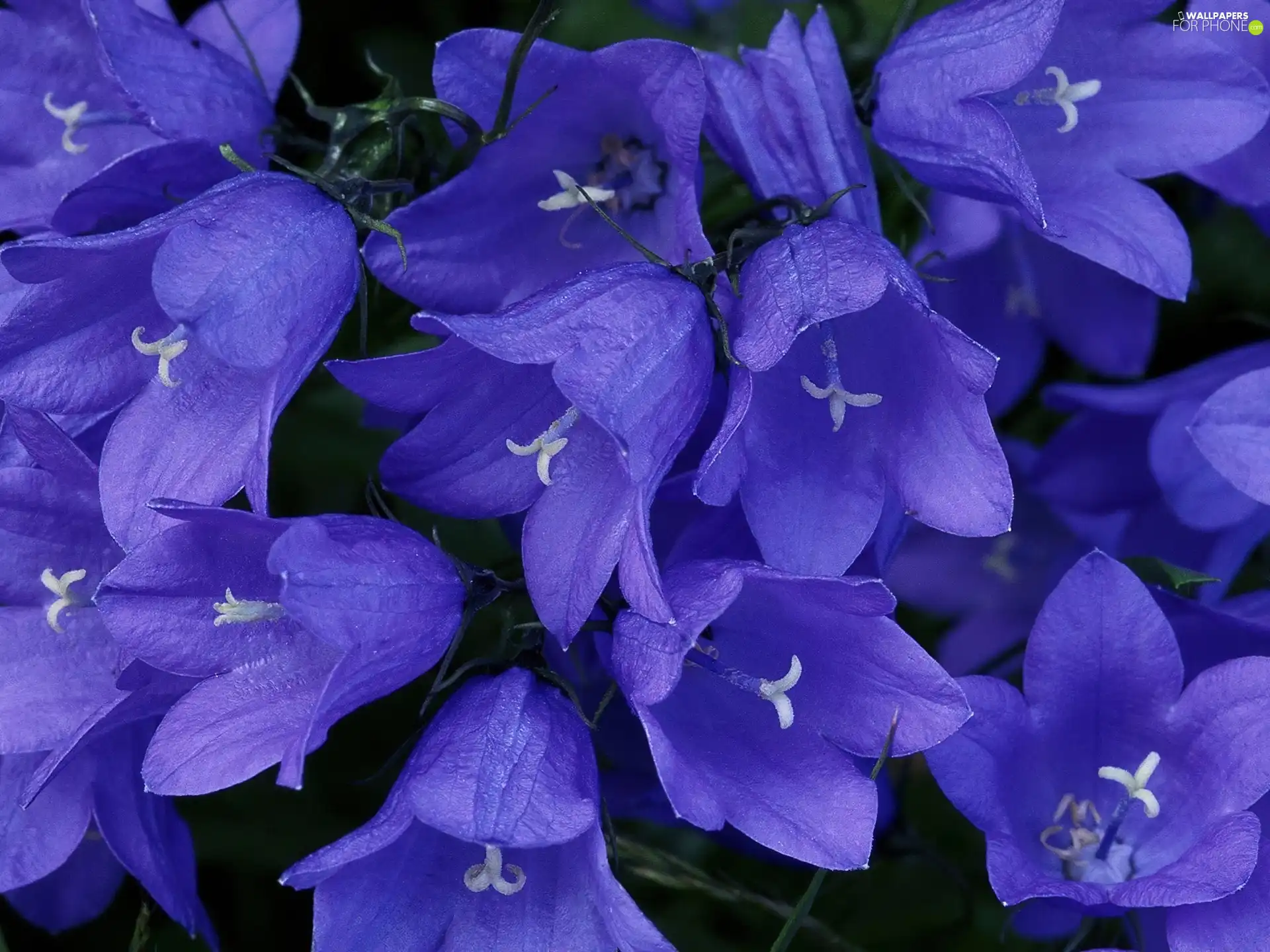 Blue, bells