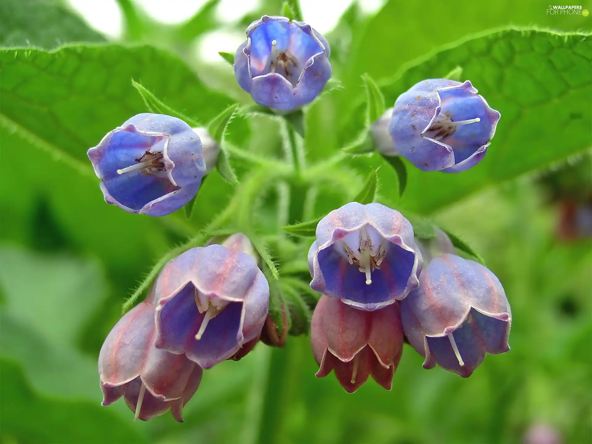 bells, Blue, Flowers