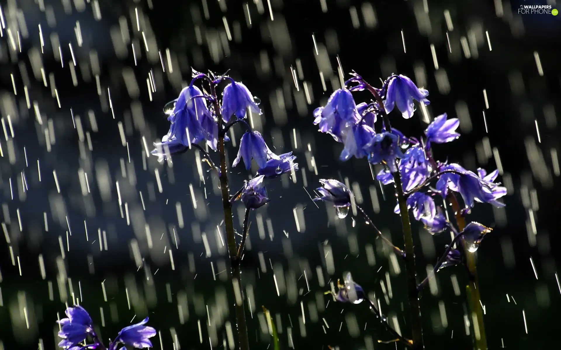 Rain, flowers, bells, Blue