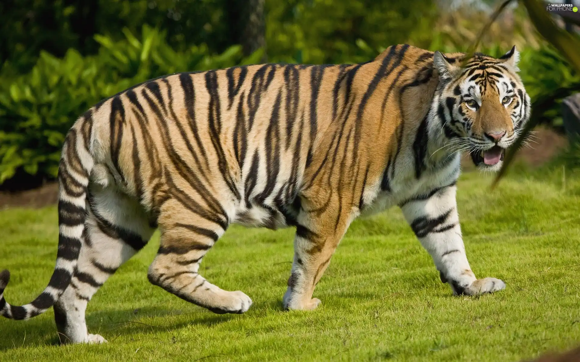 tiger, Belts