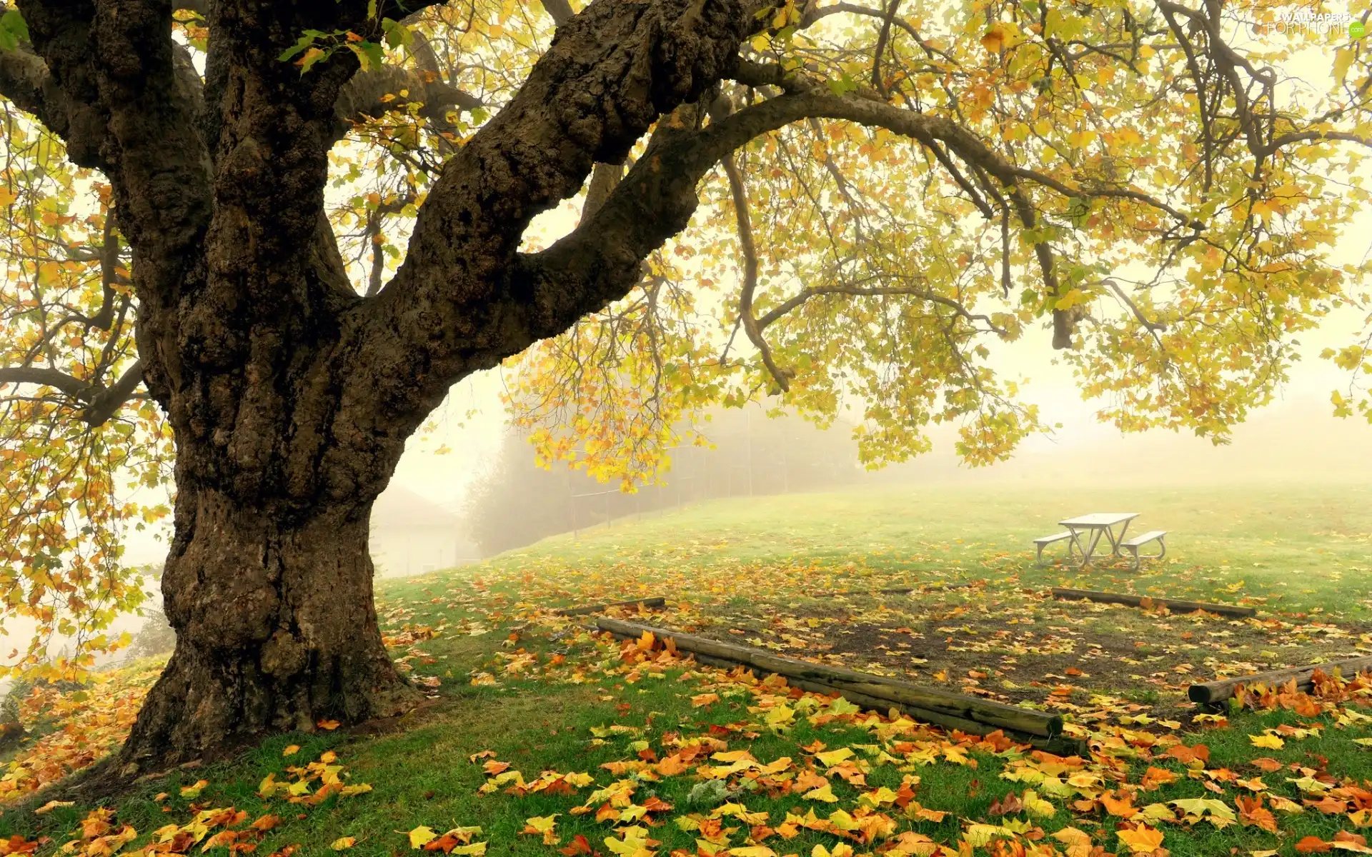 Leaf, Meadow, Bench, autumn, Fog, trees