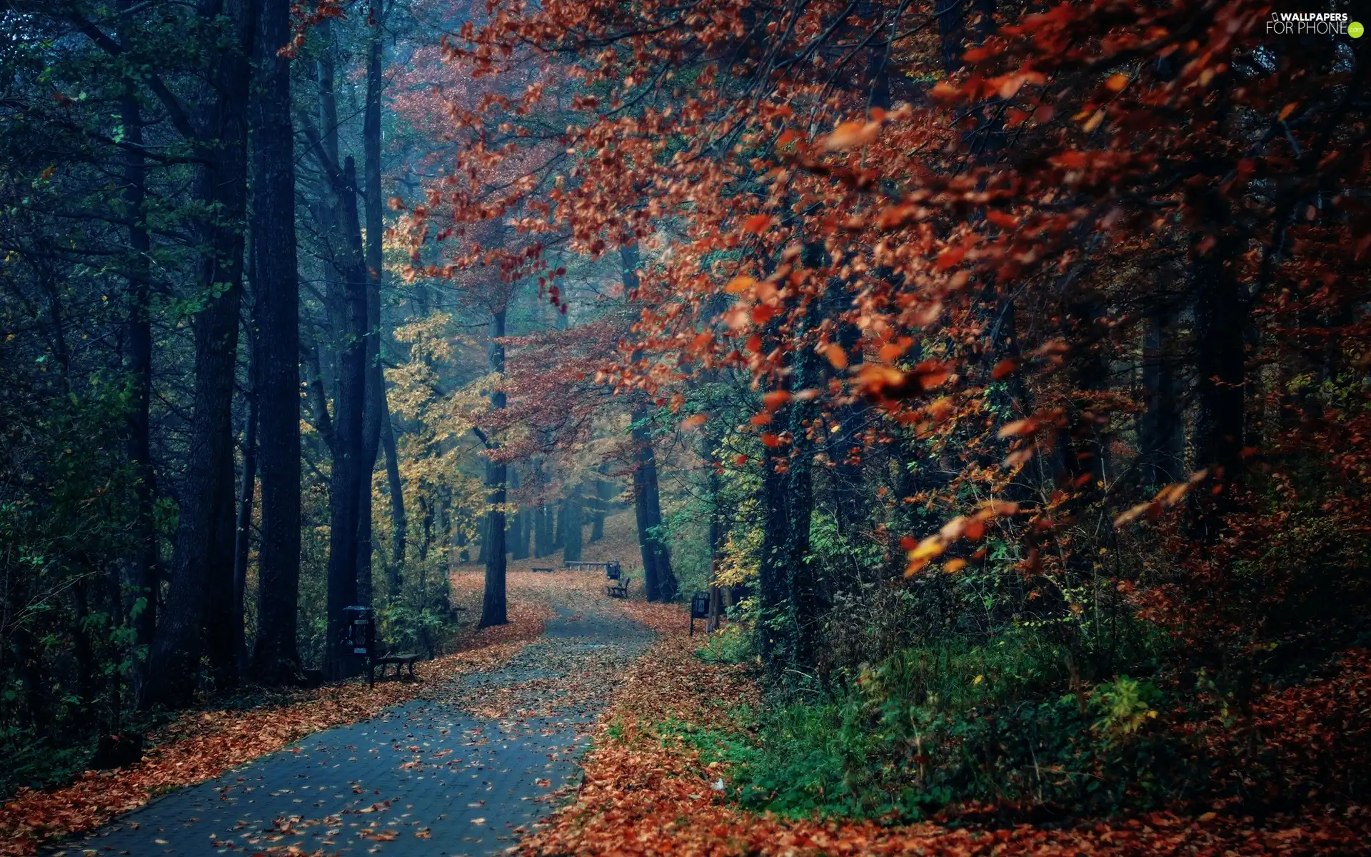 viewes, Park, bench, autumn, Leaf, trees