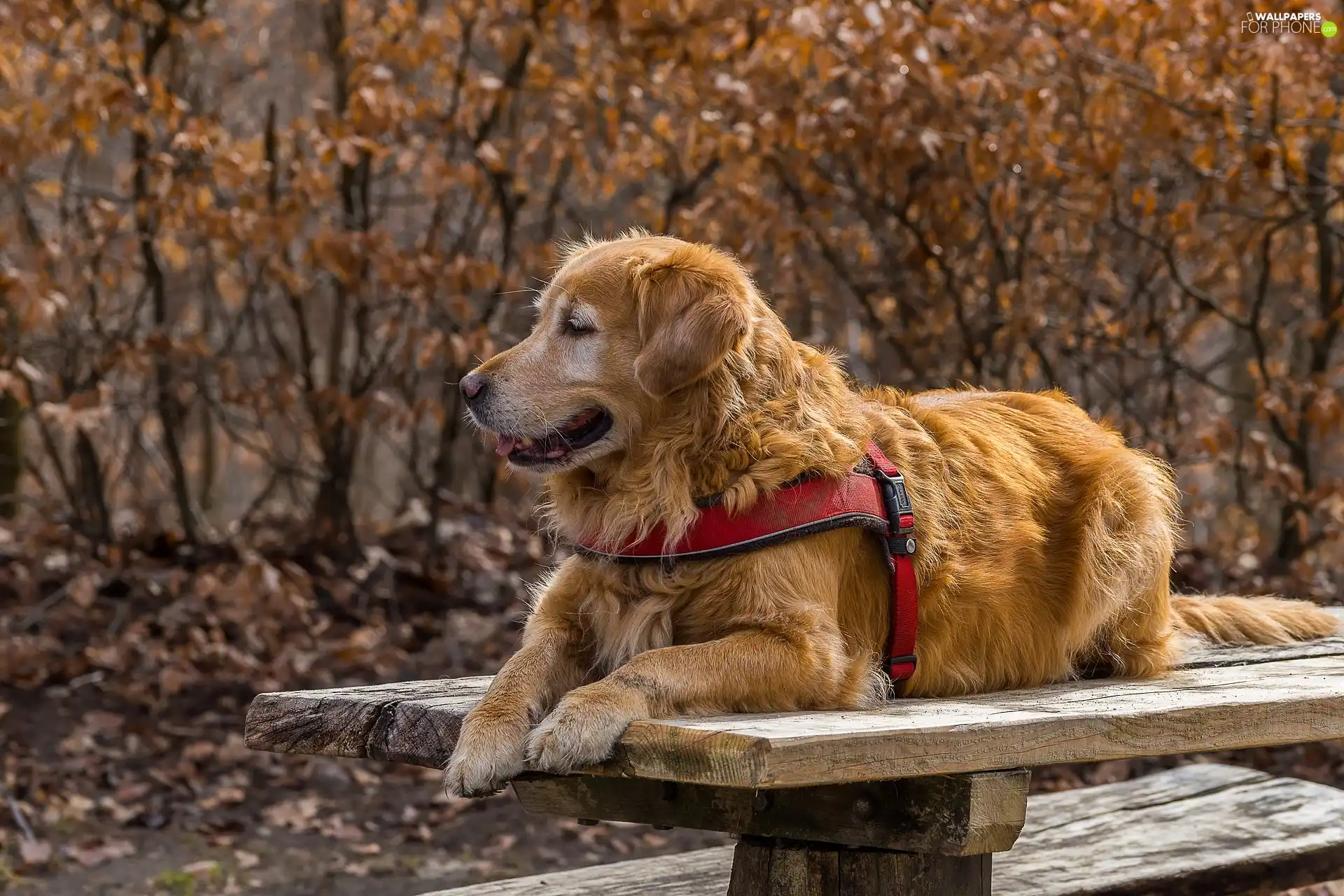 dog, Bench, braces, Golden Retriever