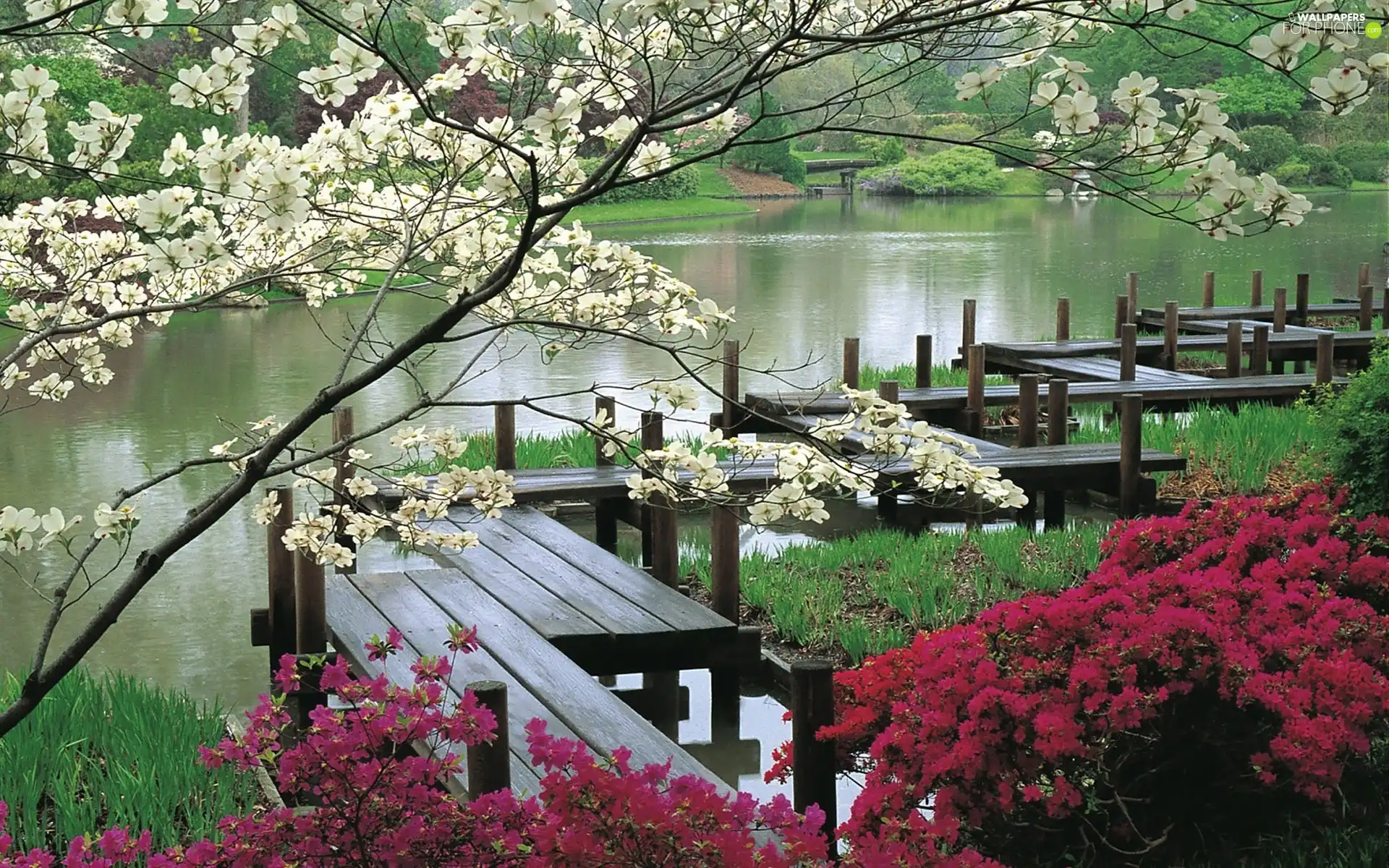 Pond - car, Bush, bench, flourishing