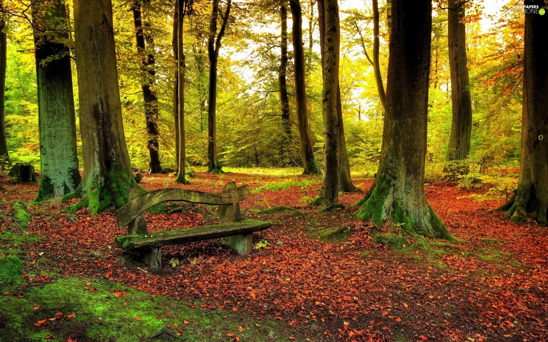 forest, Leaf, Bench, Autumn