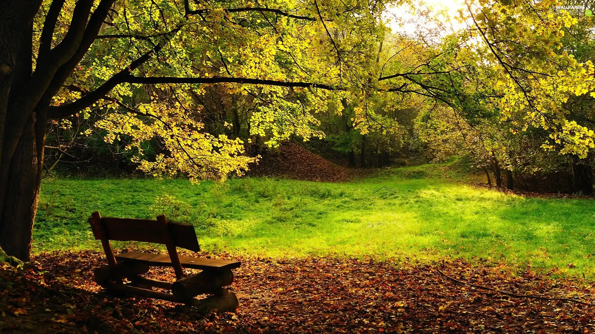 Bench, Park, viewes, Wooden, trees