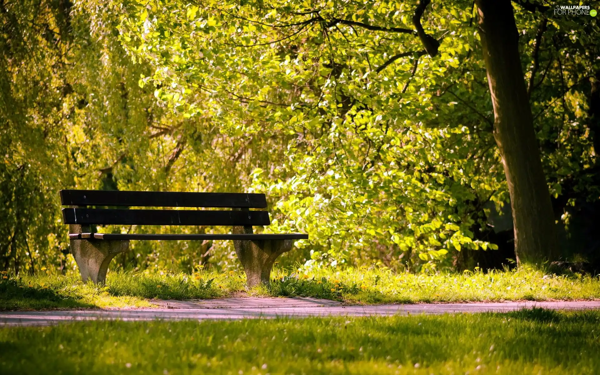 Bench, Park, Path