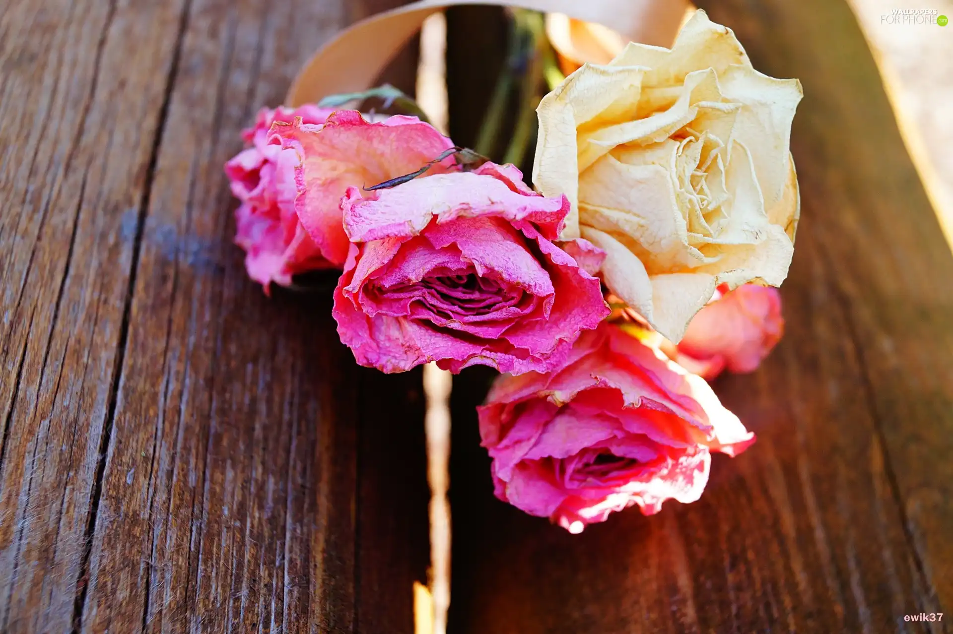 Bench, dry, roses