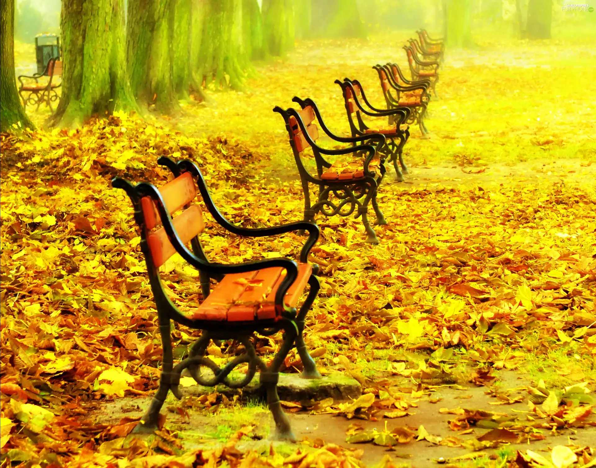 trees, Leaf, bench, viewes