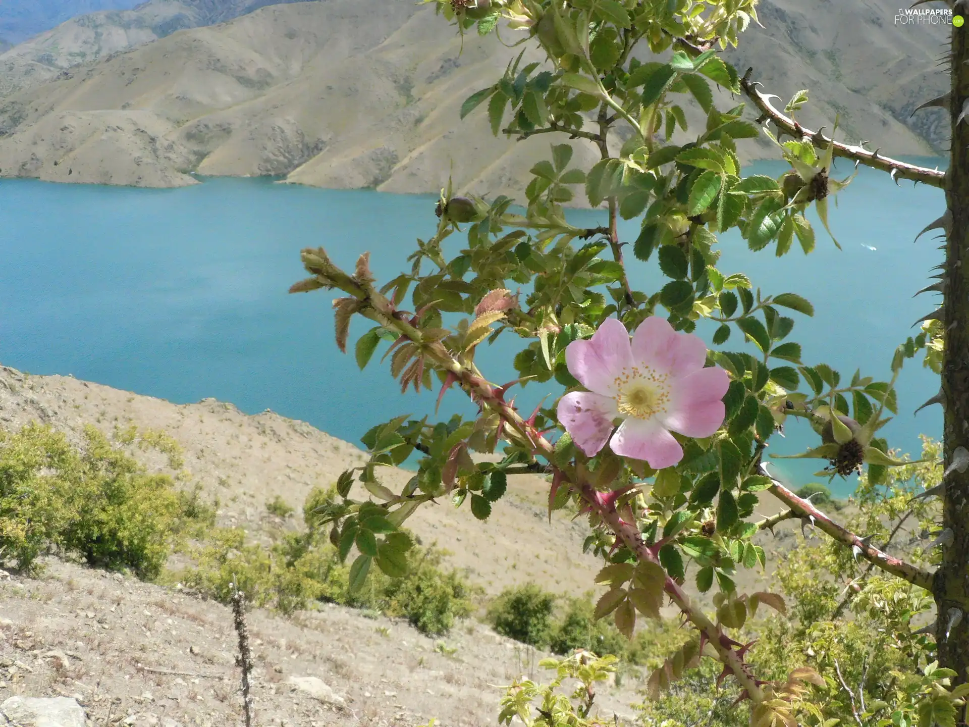 Benmore, New Zeland, flourishing, Twigs, lake