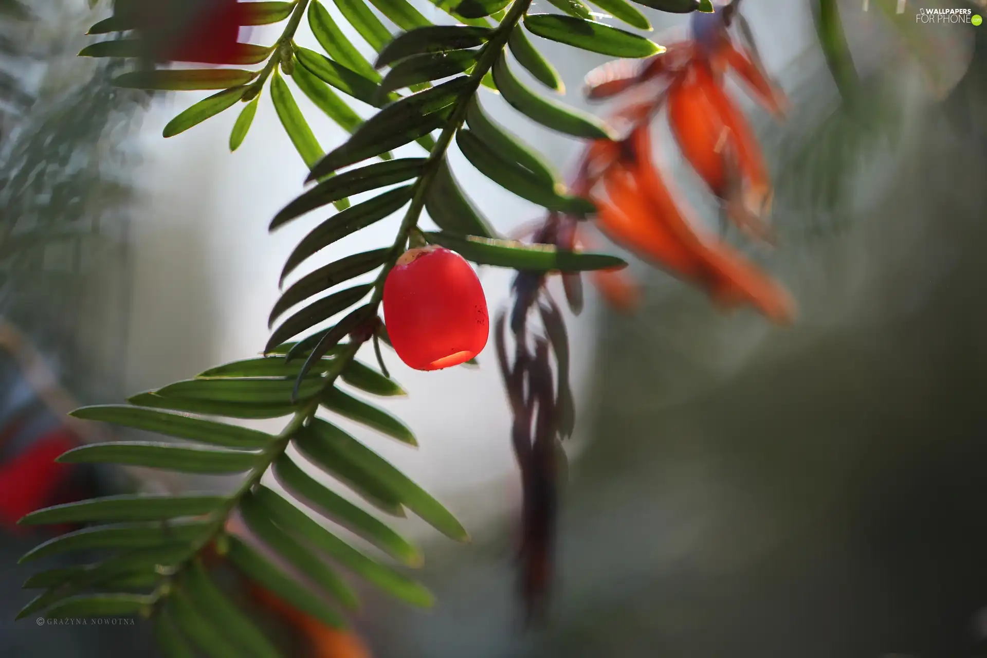 berry, fruit, twig, red hot, yew