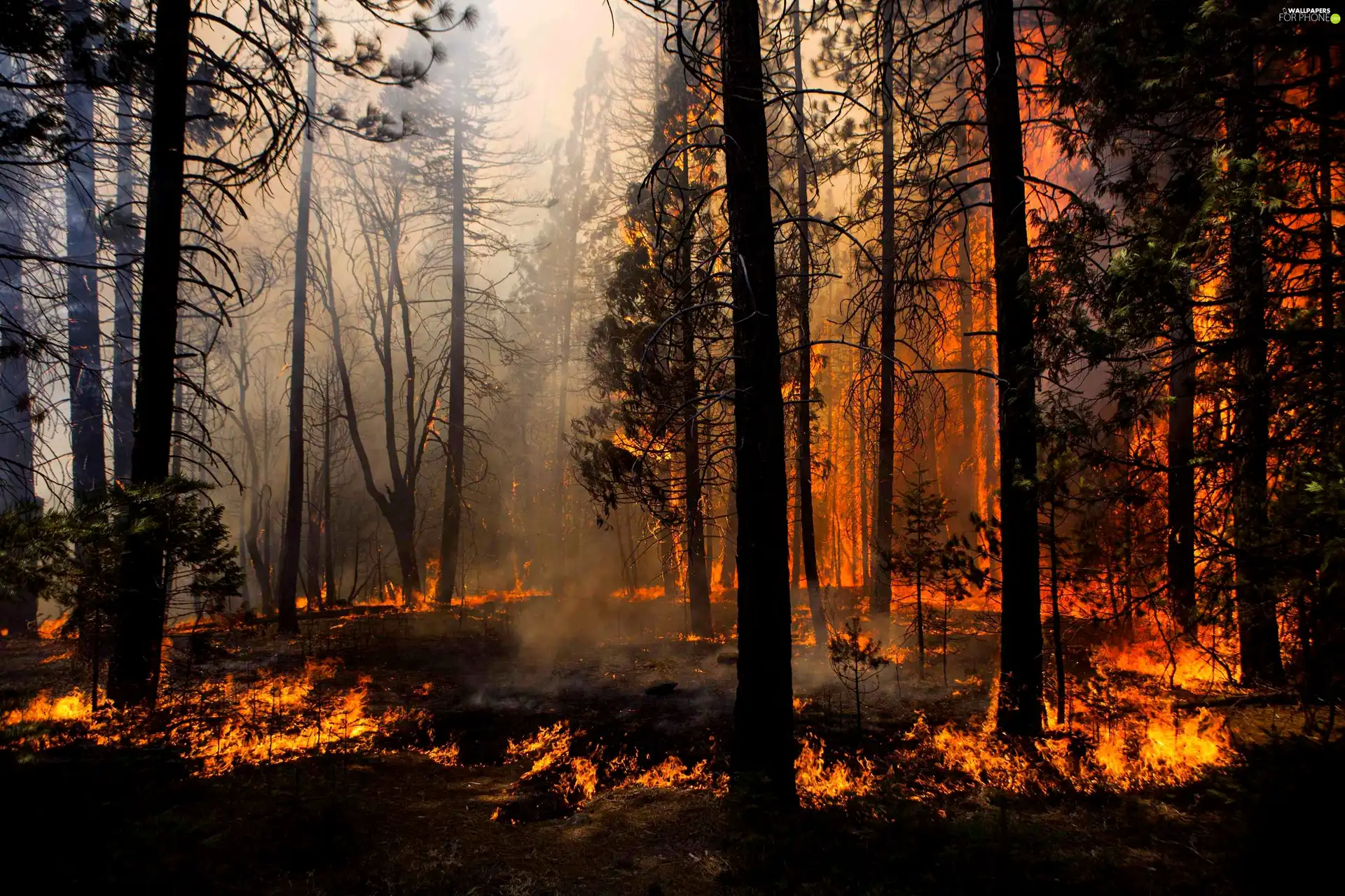 fire, forest, Big Fire
