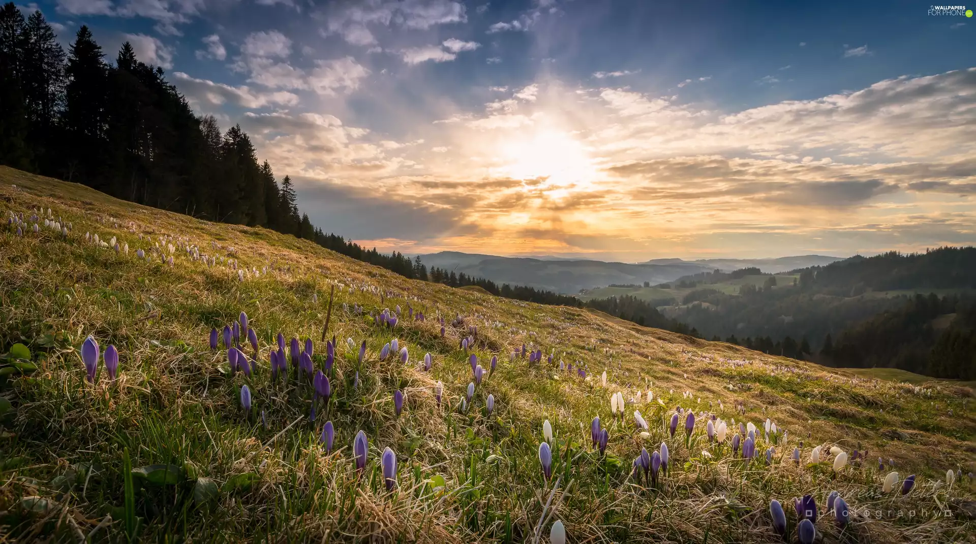 Lucerne District, Entlebuch Biosphere Reserve, Switzerland, The Hills, viewes, Sunrise, Meadow, trees, crocuses