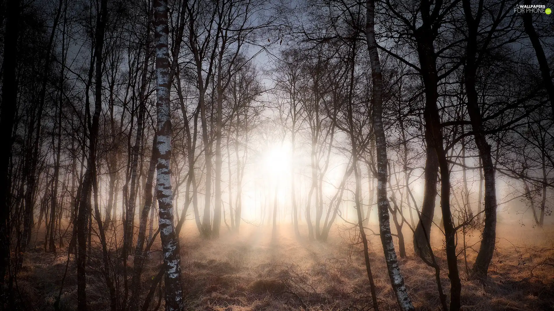 birch, trees, light breaking through sky, viewes, forest, autumn, Fog