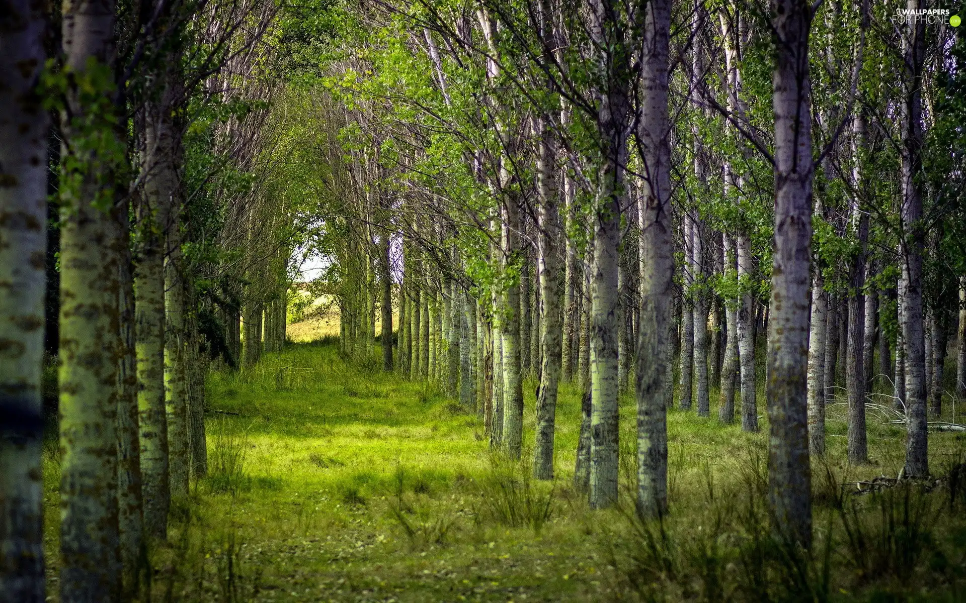grove, birch