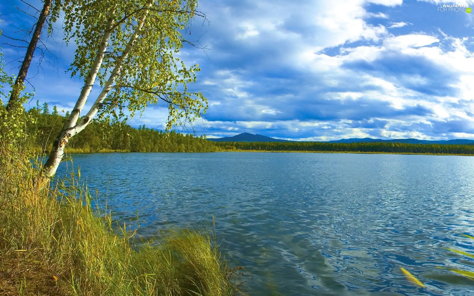 lake, birch