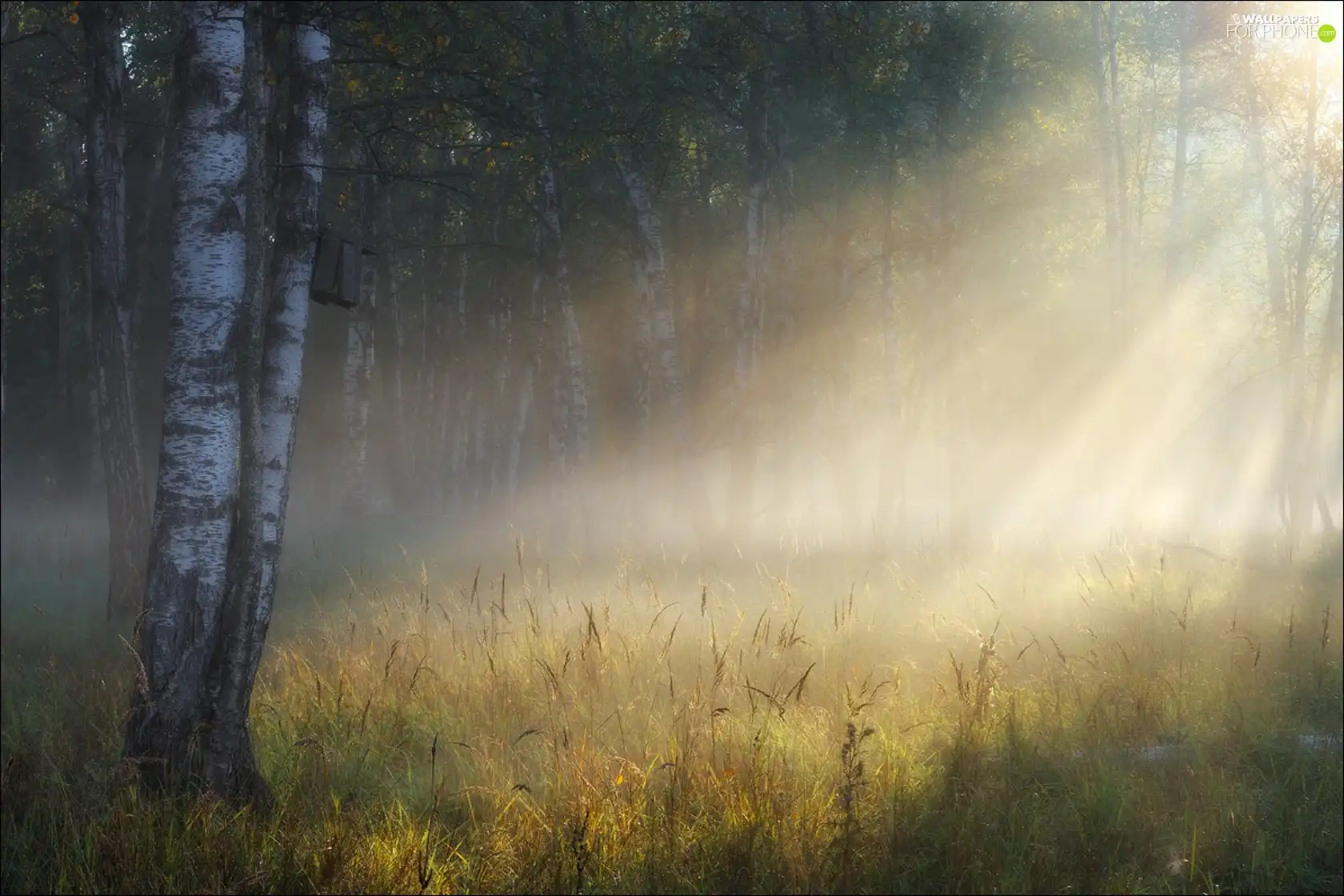 rays, forest, birch, sun