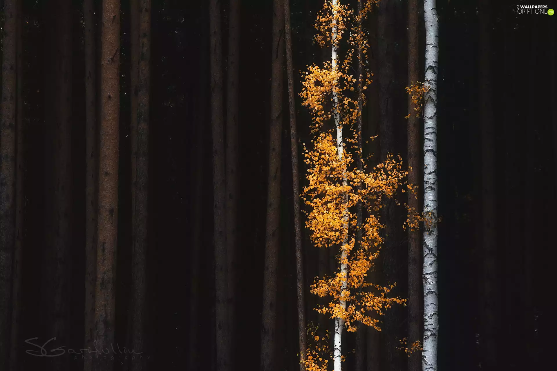 Yellowed, viewes, Stems, birch, trees, Leaf, autumn