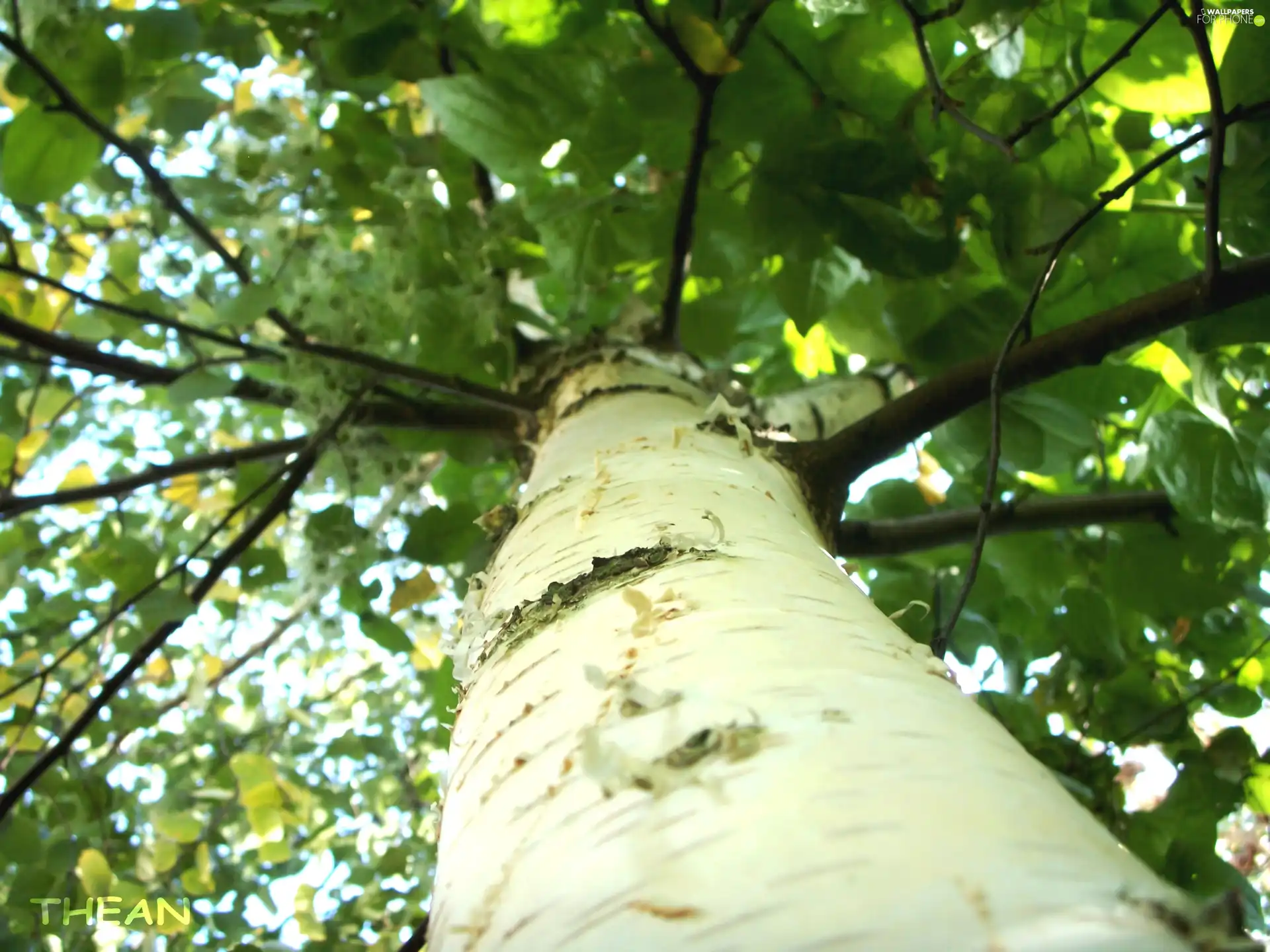 birch-tree, trees