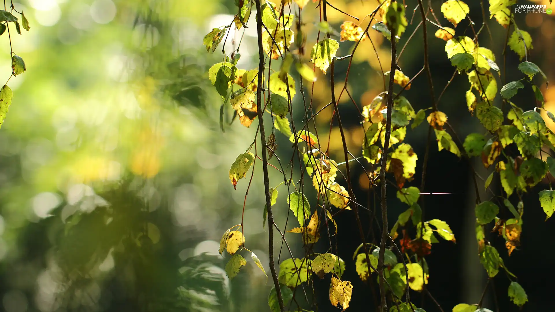 Twigs, Leaf, birch-tree