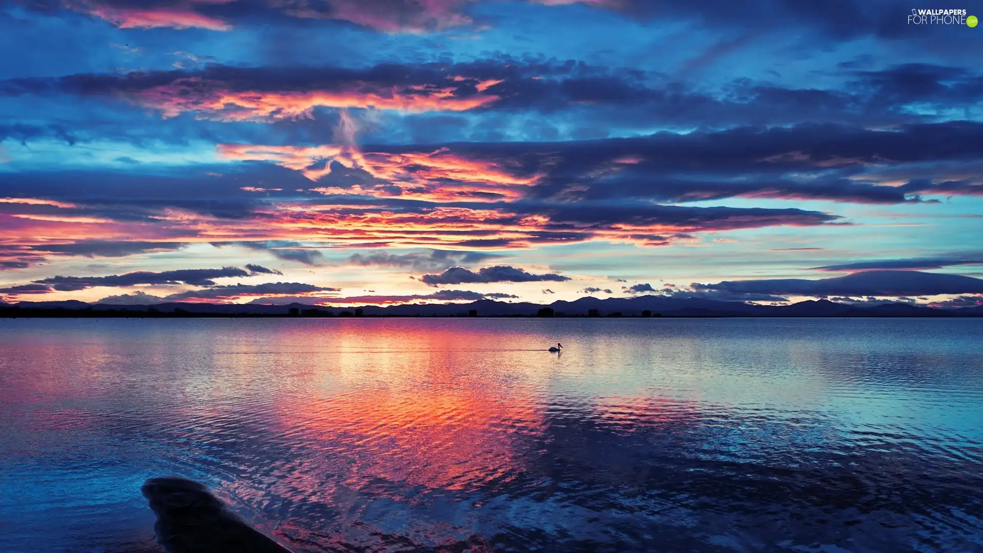 Bird, sea, clouds