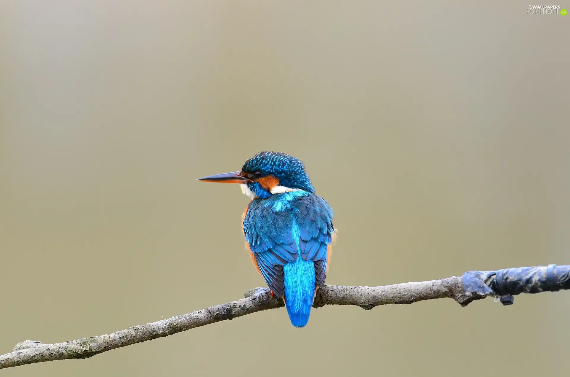 color, kingfisher, twig, Bird