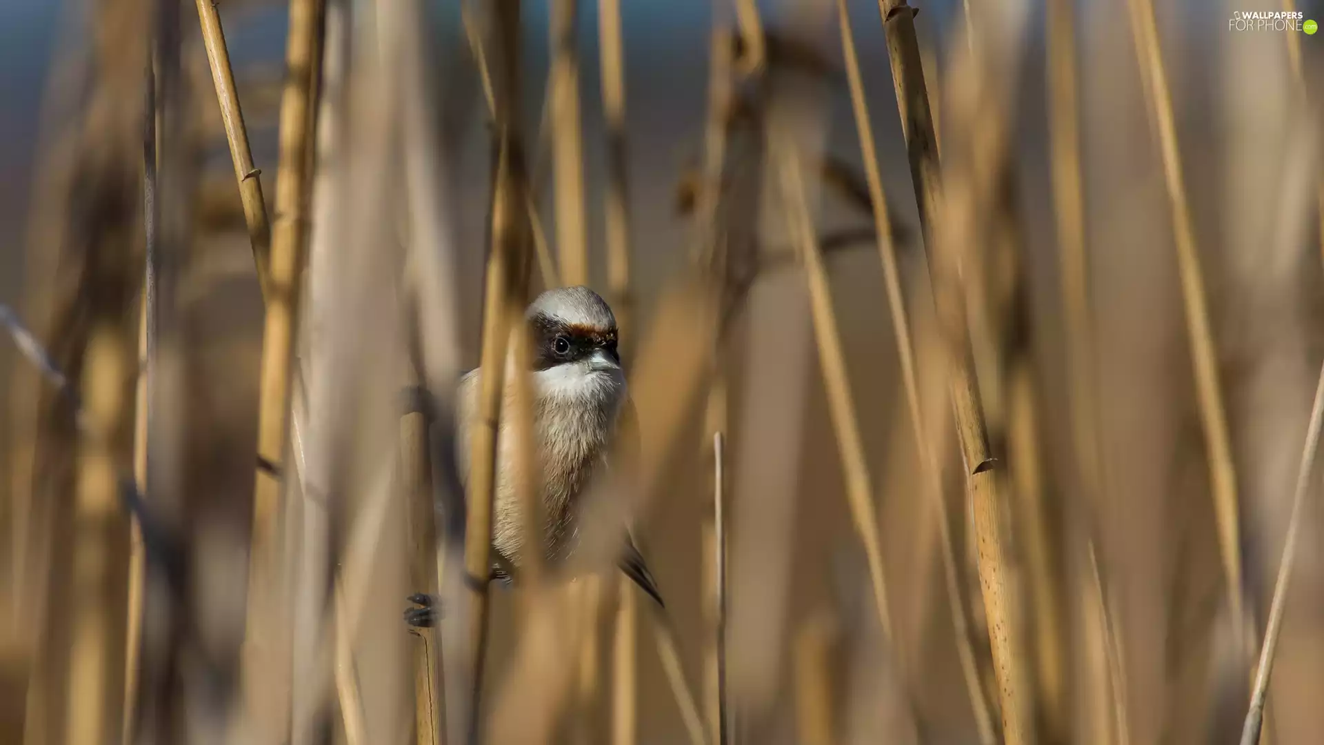 cane, Bird, Eurasian Penduline Tit
