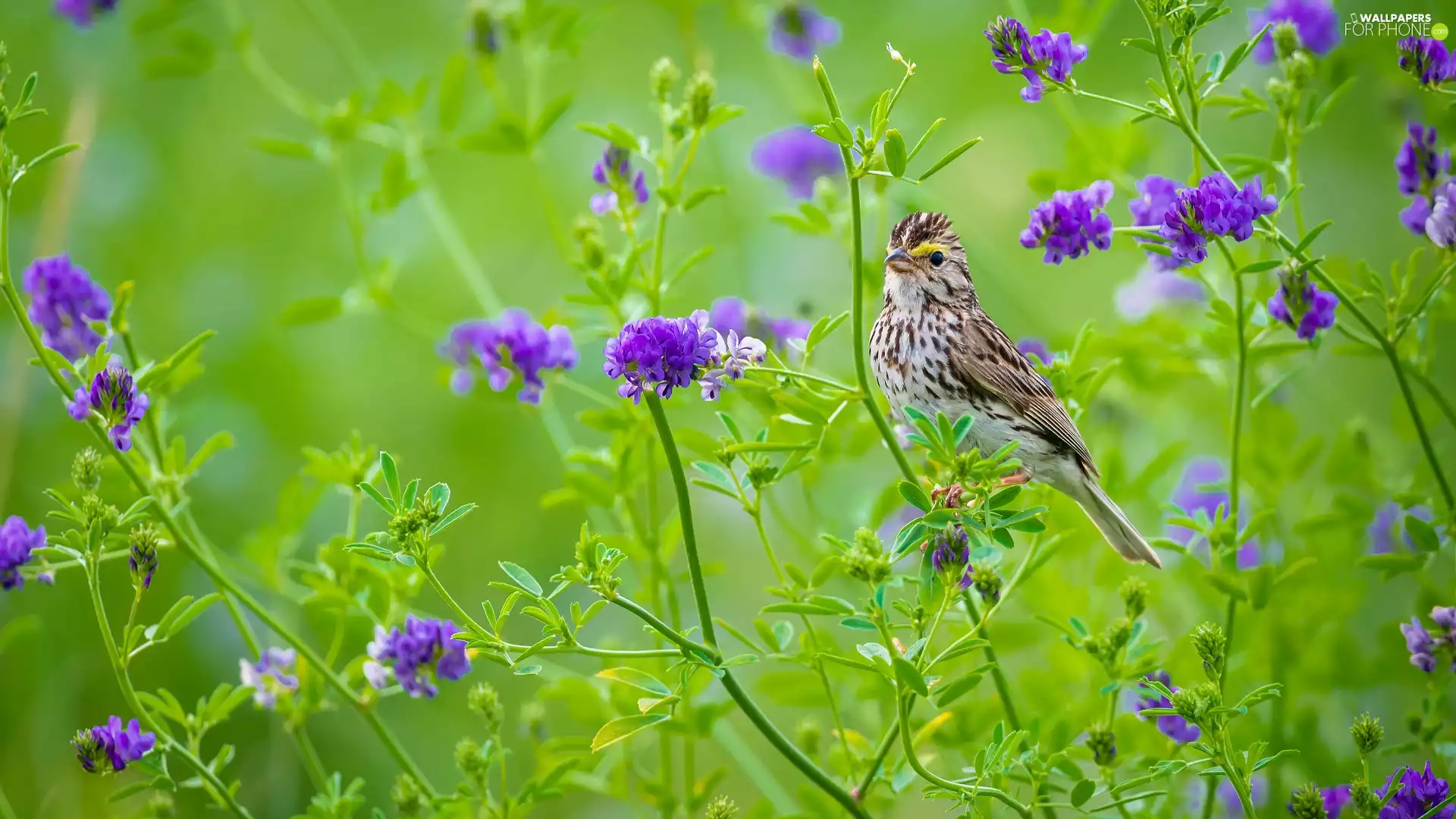 Bird, purple, Flowers