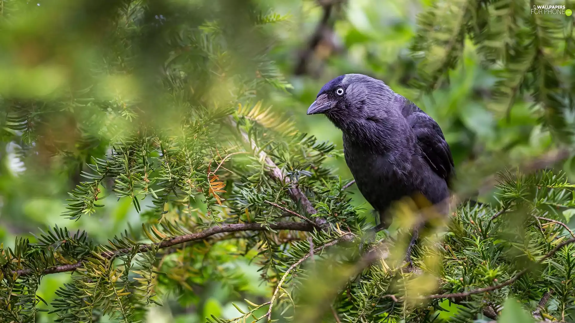 jackdaw, branch pics, Bird