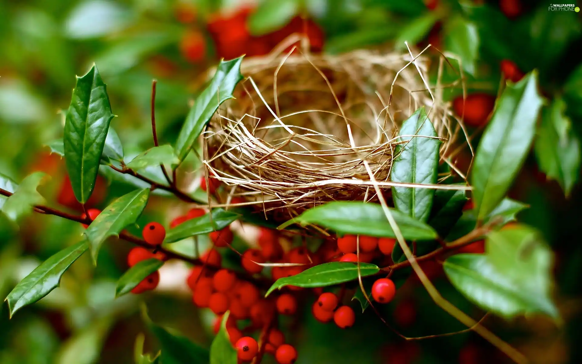 Bird, Plant, nest